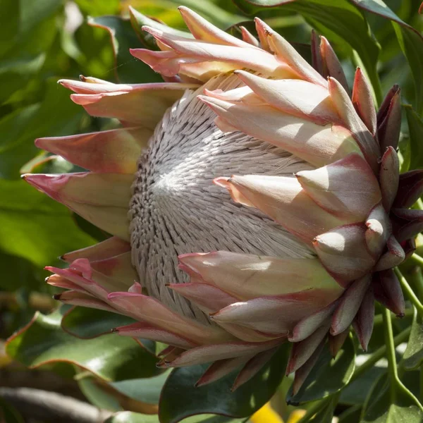 Rei Protea Protea Cynaroides Nativo África Sul — Fotografia de Stock