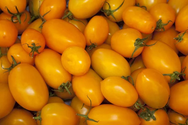 Ντομάτες Solanum Lycopersicum Γερμανία Ευρώπη — Φωτογραφία Αρχείου