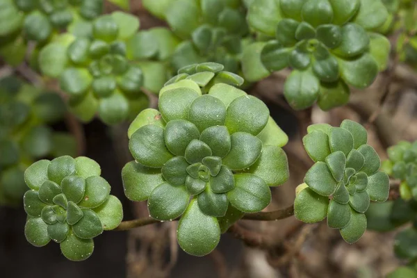 Aeonium Lindleyi 원산지는 Tenerife Palma — 스톡 사진