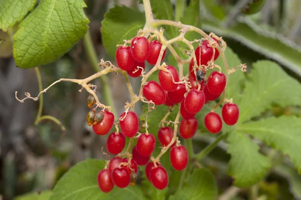 Cyphostemma Lanigerum Cyphostemma Lanigerum Frukter Inhemska Sydöstra Afrika — Stockfoto