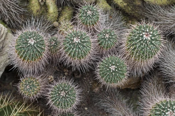 メキシコ原産のサボテン Mammillaria Compsa — ストック写真