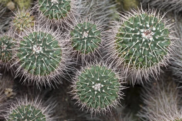 メキシコ原産のサボテン Mammillaria Compsa — ストック写真