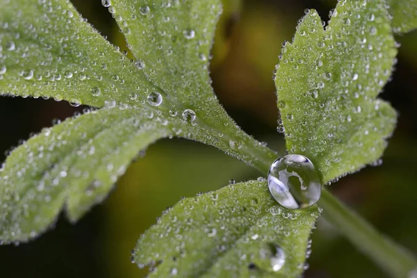 Dew Drops Leaf Walesi Poppy Meconopsis Cambrica Emsland Alsó Szászország — Stock Fotó