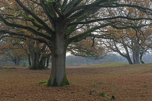 Old Wood Pasture Quercus Robur Borkener Paradies Nature Reserve Emsland — Stock Photo, Image