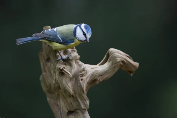 Blue Tit Parus Caerulea Emsland Lower Saxony Germany Europe — Stock fotografie