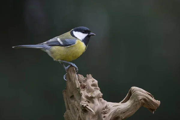 Great Tit Parus Major Emsland Lower Saxony Germany Europe — 图库照片