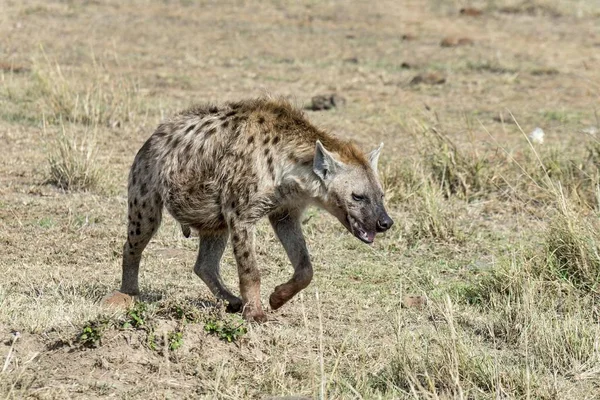 Täplikäs Hyena Crocuta Crocuta Maasai Maran Kansallispuisto Kenia Ostfrika Afrikka — kuvapankkivalokuva