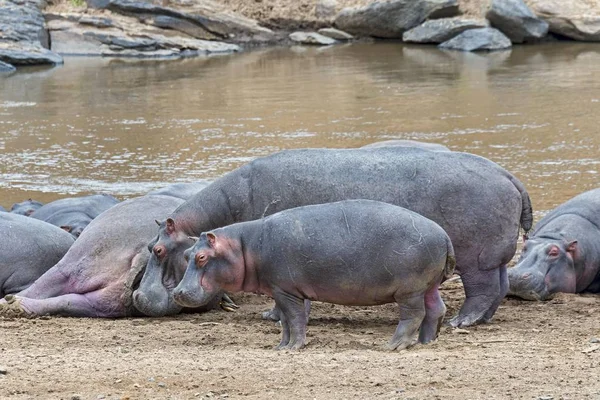 Aygırları Hippopotamus Amfibi Ile Genç Mara Nehri Maasai Mara Ulusal — Stok fotoğraf