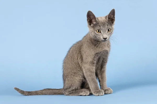 Russian Blue Cat Kitten Weeks — Stock Photo, Image
