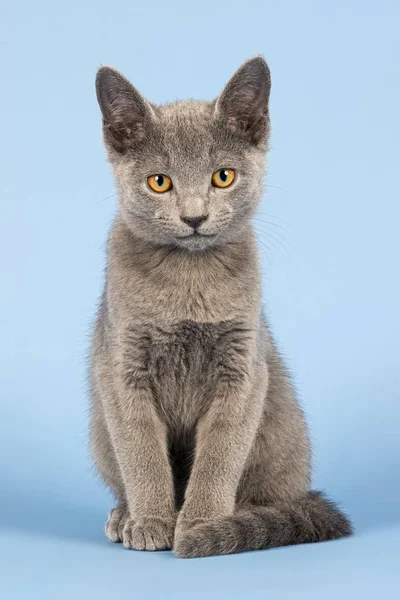 Gato Azul Ruso Gatito Semanas — Foto de Stock