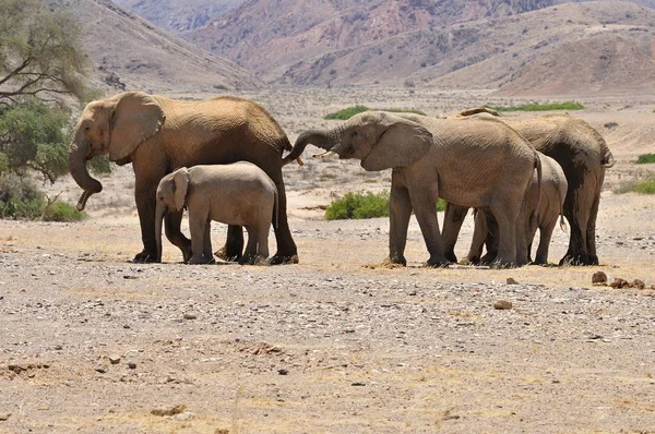 Grupo Dos Raros Elefantes Deserto Namíbia Loxodonta Africana Rio Hoanib — Fotografia de Stock