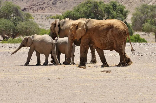 Group of the rare Namibian Desert Elephant (Loxodonta africana), Hoanib River, Namib Desert, Kaokoland, Kaokoveld, Kunene regionNamibia