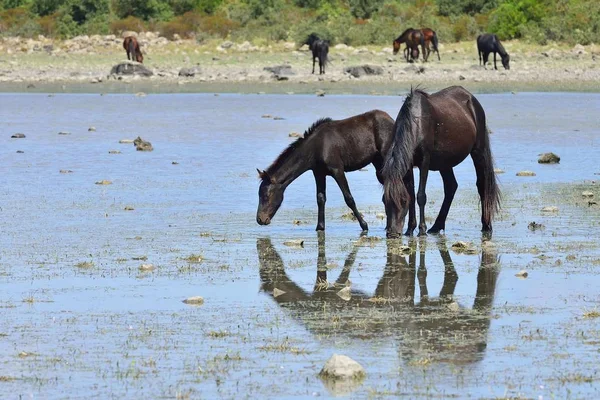 Дикі Коні Кобила Лошата Ставку Pauli Majori Giara Gesturi Plateau — стокове фото