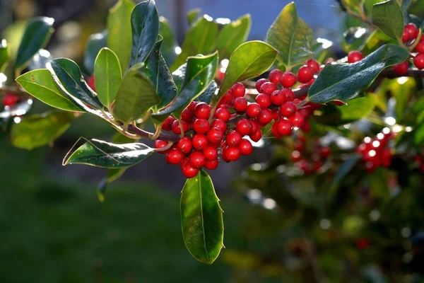 Holly Ilex Aquifolium Scania Suécia Europa — Fotografia de Stock