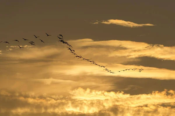 Грюс Grus Grus Вечернем Свете Цингст Западно Поморский Национальный Парк — стоковое фото