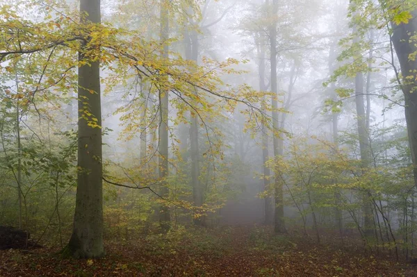 Herfstkleuren Bomen Mist Nationaal Park Harz Thale Saksen Anhalt Duitsland — Stockfoto