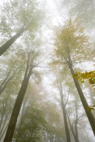 Cores Outono Árvores Nevoeiro Harz National Park Thale Saxony Anhalt — Fotografia de Stock