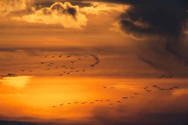 Грюс Закате Цингст Западно Поморский Национальный Парк Лагуна Западно Поморская — стоковое фото