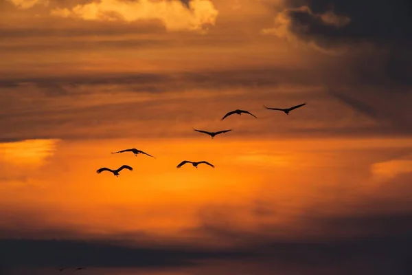 Γερανοί Grus Grus Κατά Ηλιοβασίλεμα Zingst Εθνικό Πάρκο Λιμνοθάλασσας Δυτικής — Φωτογραφία Αρχείου