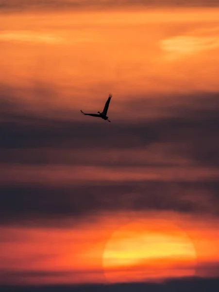Crane Grus Grus Sunset Zingst Western Pomerania Lagoon Area National — Stock Photo, Image