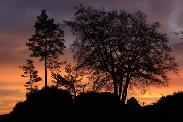 Trees Sunrise Basteibrcke Saxon Switzerland National Park Lohmen Saxony Germany — Stock Photo, Image