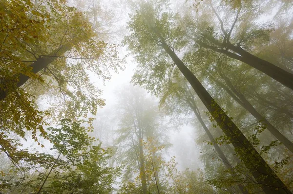 Colores Otoñales Árboles Niebla Parque Nacional Harz Thale Sajonia Anhalt —  Fotos de Stock