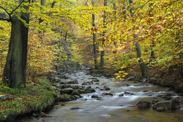 Ilse Stream Höst Harz Nationalpark Ilsenburg Sachsen Anhalt Tyskland Europa — Stockfoto