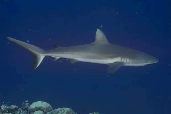 Grey Reef Shark Carcharhinus Amblyrhynchos Palau Micronesia Oceania — Stock Photo, Image