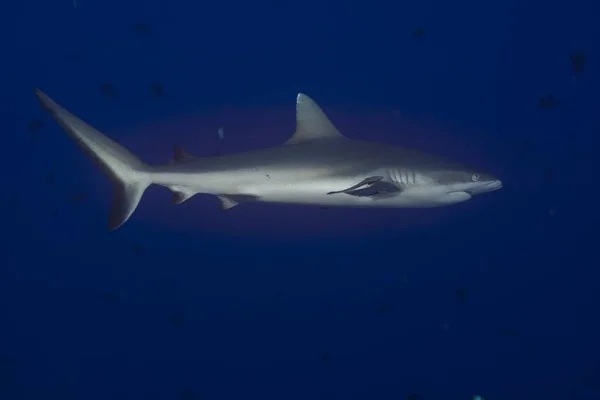 산호초 Carcharhinus Amblyrhynchos Palau Micronesia Oceania — 스톡 사진