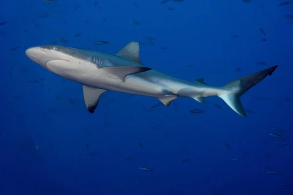 Grijze Rifhaai Carcharhinus Amblyrhynchos Palau Micronesië Oceanië — Stockfoto