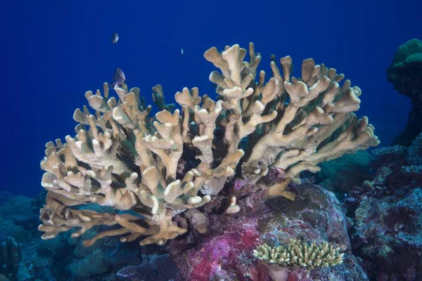 Pore Coral Montipora Malampaya Filippinerna Asien — Stockfoto