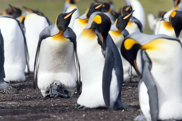 Pingwiny Królewskie Aptenodytes Patagonicus Dorosłe Ptaki Pisklęta Volunteer Point East — Zdjęcie stockowe