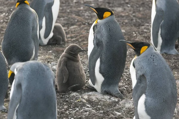 King Penguins Aptenodytes Patagonicus Ενήλικα Πτηνά Και Νεοσσούς Volunteer Point — Φωτογραφία Αρχείου