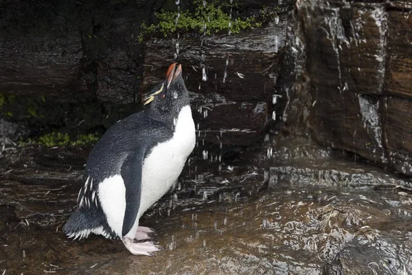 Rockhopper Penguin Eudyptes Chrysocome Ivás Édesvízesésből Saunders Island Falkland Izland — Stock Fotó
