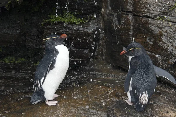 Rockhopper Pingvinek Eudyptes Chrysocome Édesvizes Zuhany Alatt Saunders Sziget Falkland — Stock Fotó