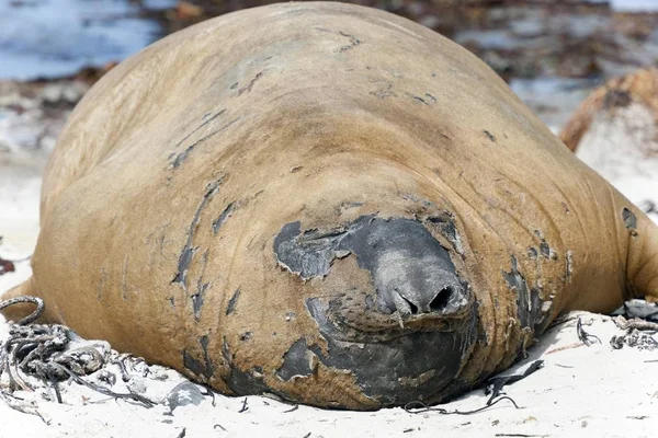 Selo Elefante Sul Mirounga Leonina Muda Ilha Carcaça Ilhas Malvinas — Fotografia de Stock