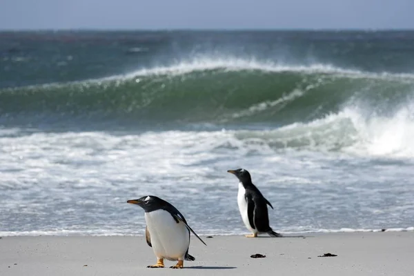 Pinguins Gentoo Pygoscelis Papua Volunteer Point East Falkland Ilhas Malvinas — Fotografia de Stock