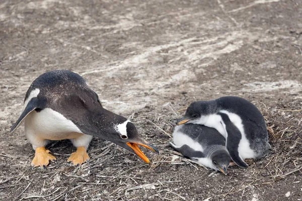 Gentoo Penguin Pygoscelis Papua Csirkével Oroszlánfóka Sziget Falkland Szigetek Dél — Stock Fotó
