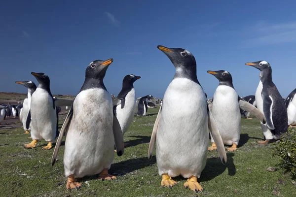 Pinguins Gentoo Pygoscelis Papua Sea Lion Island Ilhas Malvinas América — Fotografia de Stock