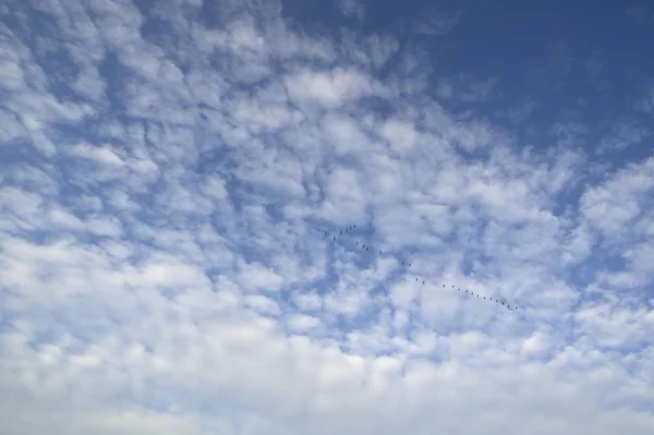 Nuages Flottants Altocumulus Avec Grues Communes Grus Grus Vol Formation — Photo