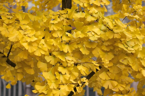Золотисто Желтые Осенние Листья Гинкго Гинкго Билоба Средняя Франкония Бавария — стоковое фото