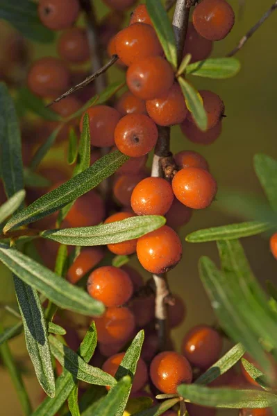 Fruits of the sea buckthorn (Hippophae rhamnoides) on the bush, Germany, Europe