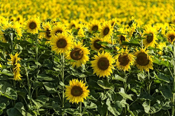 Campo Girasole Altomnster Alta Baviera Baviera Germania Europa — Foto Stock