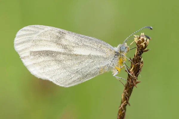 Wood White Butterfly Leptidea Sinapis — Stock Photo, Image