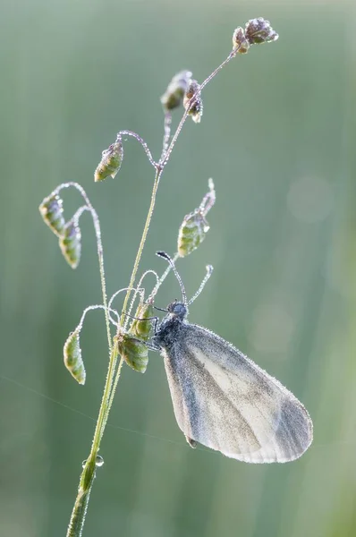 Wood White Butterfly Leptidea Sinapis — Stock Photo, Image