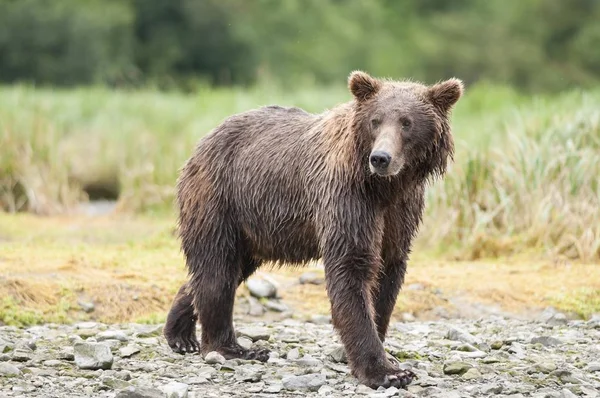 Brunbjörn Ursus Arctos Katmai Nationalpark Alaska Förenta Staterna Nordamerika — Stockfoto