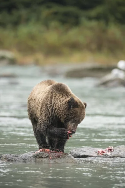 Orso Bruno Ursus Arctos Alimentazione Chilkoot River Haines Alaska Stati — Foto Stock