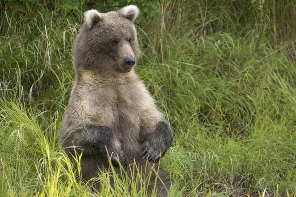 Urso Castanho Ursus Arctos Sentado Vertical Parque Nacional Katmai Alasca — Fotografia de Stock