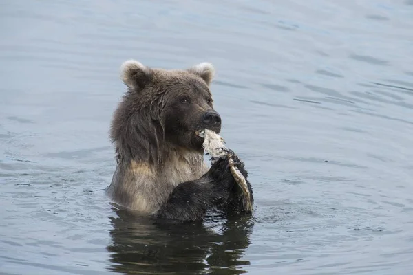 Brown Bear Ursus Arctos Met Vis Het Water Brooks River — Stockfoto