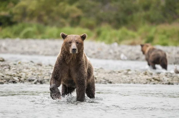 Brunbjörn Ursus Arctos Stående Vatten Katmai Nationalpark Alaska Usa Nordamerika — Stockfoto